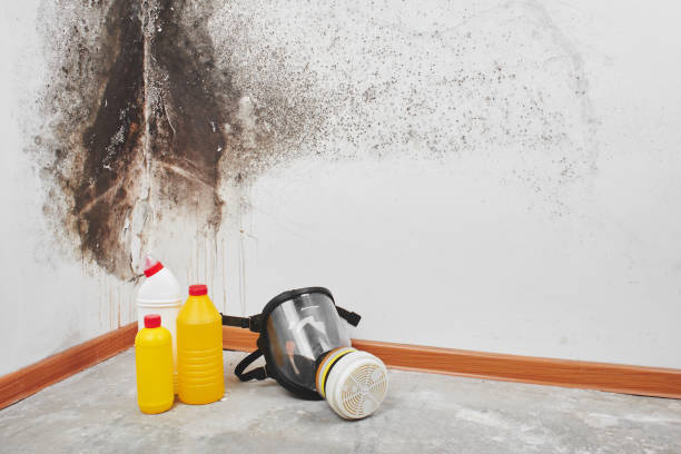 Best Black Mold Removal  in Highlands Ranch, CO