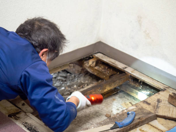 Mold Testing and Removal in Highlands Ranch, CO