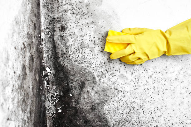 Best Black Mold Removal  in Highlands Ranch, CO