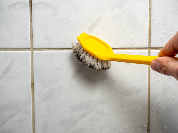Best Best Mold Removal Companies  in Highlands Ranch, CO