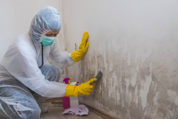 Best Mold Removal Company Near Me  in Highlands Ranch, CO