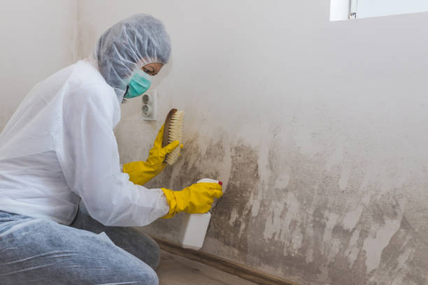 Attic Mold Removal in Highlands Ranch, CO