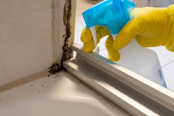 Highlands Ranch, CO Mold Removal Company