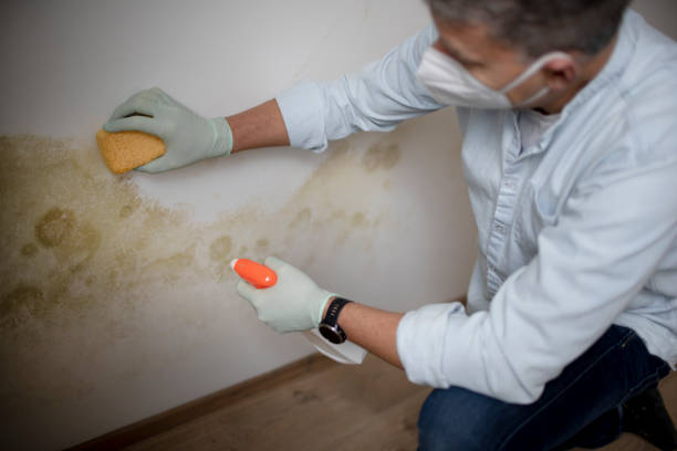 Home Mold Removal in Highlands Ranch, CO