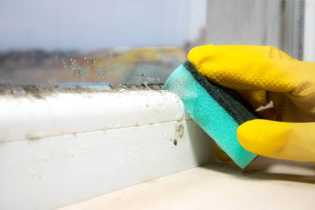 Best Residential Mold Removal  in Highlands Ranch, CO