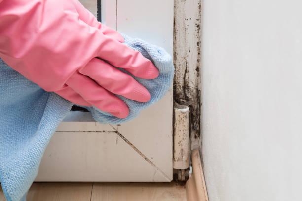 Best Attic Mold Removal  in Highlands Ranch, CO